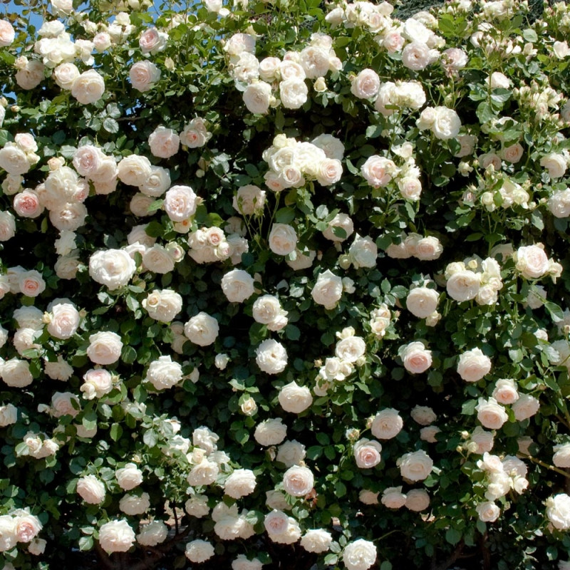 Rosa 'Palais Royal'